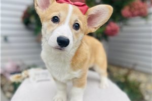 Harper - Pembroke Welsh Corgi for sale