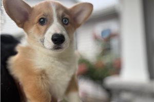 Hammy - Pembroke Welsh Corgi for sale