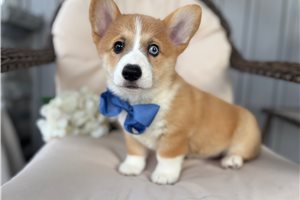 Hammy - puppy for sale