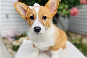 Heidi - Pembroke Welsh Corgi for sale
