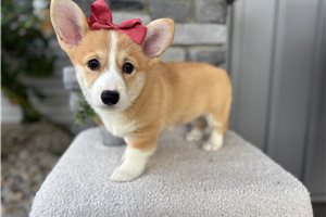 Harper - puppy for sale
