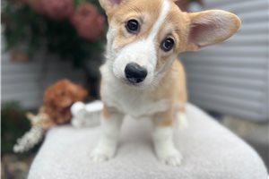 Harper - Pembroke Welsh Corgi for sale