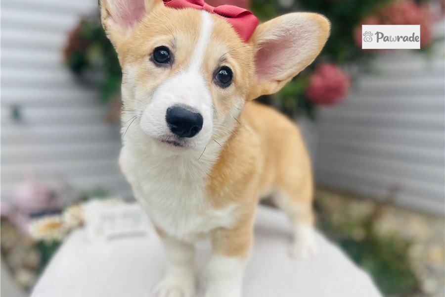 Harper - Pembroke Welsh Corgi for sale