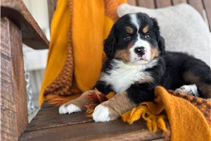 Symphony - puppy for sale
