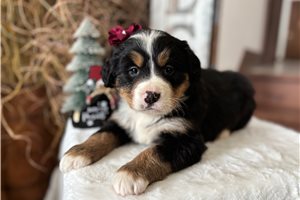 Mila - puppy for sale