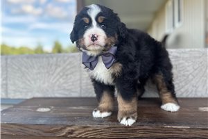 Sparky - Bernese Mountain Dog for sale