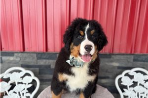 Levi - Bernese Mountain Dog for sale