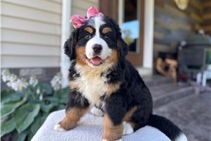 Norah - Bernese Mountain Dog for sale