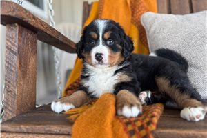 Sport - puppy for sale