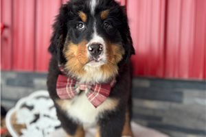 Michael - puppy for sale