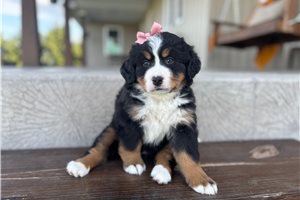 Spring - puppy for sale