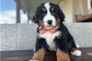 Sanders - puppy for sale