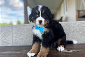 Smith - Bernese Mountain Dog for sale