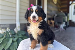 Nina - Bernese Mountain Dog for sale
