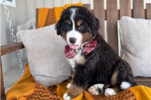 Spencer - Bernese Mountain Dog for sale