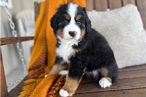 Spud - puppy for sale