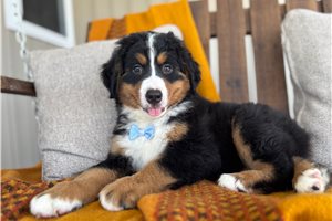 Sport - Bernese Mountain Dog for sale