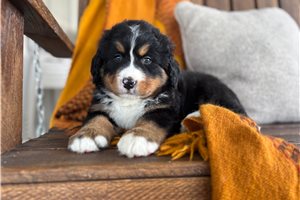 Starla - Bernese Mountain Dog for sale