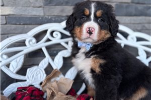 Luke - puppy for sale