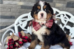 Mateo - puppy for sale