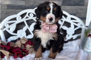 Logan - puppy for sale