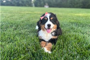 Norah - Bernese Mountain Dog for sale