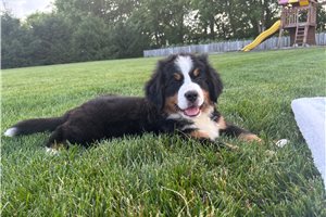 Nina - Bernese Mountain Dog for sale