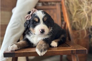 Lucy - puppy for sale