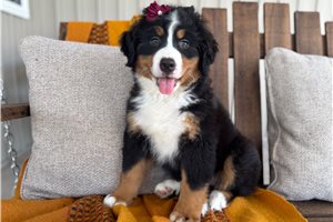 Spring - Bernese Mountain Dog for sale