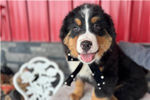 Matthew - puppy for sale