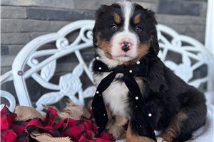 Liam - puppy for sale