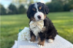 Spencer - Bernese Mountain Dog for sale