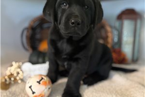 Scarlett - Labrador Retriever for sale