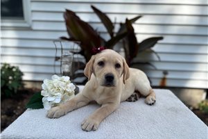 Rue - Labrador Retriever for sale