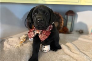 Stanley - Labrador Retriever for sale