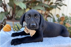 Marty - Labrador Retriever for sale