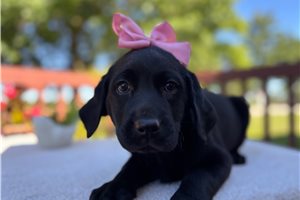 Ruby Jane - Labrador Retriever for sale