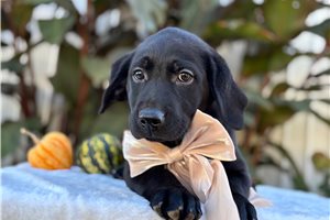 Martin - puppy for sale