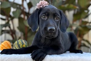 Mara - puppy for sale