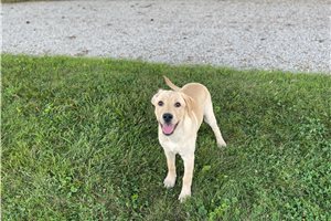 Rue - Labrador Retriever for sale