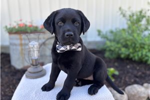 Rebel - puppy for sale