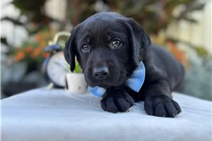 Marrone - puppy for sale