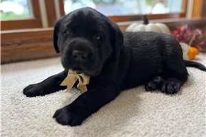 Stanley - Labrador Retriever for sale