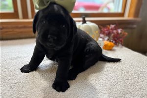 Scarlett - Labrador Retriever for sale