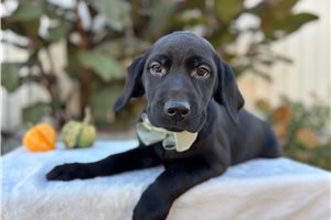 Marvin - Labrador Retriever for sale