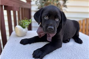 Rollo - puppy for sale