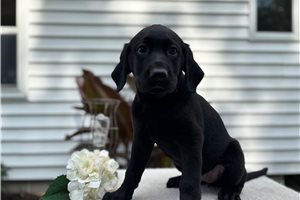 Ruby Jane - Labrador Retriever for sale