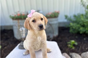 Rue - puppy for sale