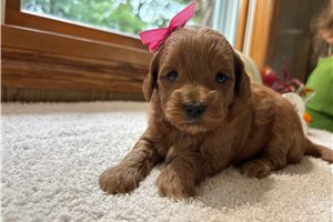 Tasha - Mini Goldendoodle for sale