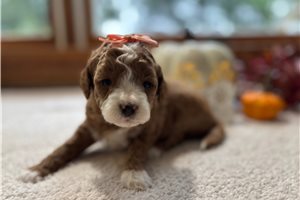 Tessa - puppy for sale